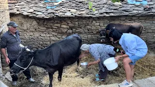 Damjanec fshati me njerëzit më punëtor. Ndiqeni çiftin më simpatik që takuam."Fshatin nuk e ndërroj”