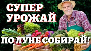 ЧТОБ В ИЮЛЕ РАДОВАЛ УРОЖАЙ - СМОТРИ ЛУННЫЙ КАЛЕНДАРЬ! ИЮЛЬ 2021 - Лунный календарь огородника