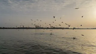 Spectacular feeding of Sharks, Trevally, Birds and Queen Snappers