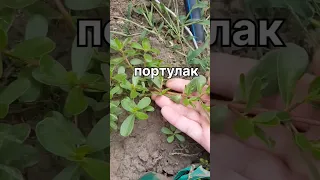 Чем ПОЛЕЗЕН Портулак #здоровье