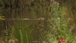 Beaver population growing in the UK