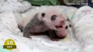 Baby Pando Video | Atlanta Zoo "Panda Cam": Watch Newborn Giant Pandas