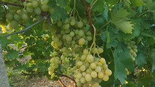 Мои новые сорта винограда на 13августа 2018 года