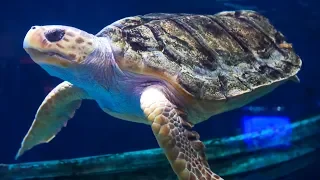 Injured Sea Turtle Saved by 3D Printing | Earth Unplugged