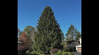 2023 Rockefeller Center Christmas Tree selected from NY town