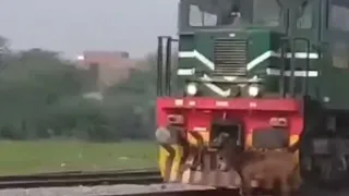 Donkey Gets Hit By Train
