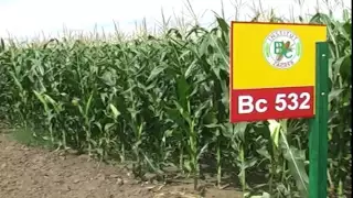 BC hibridi kukuruza   U nasem ataru 573