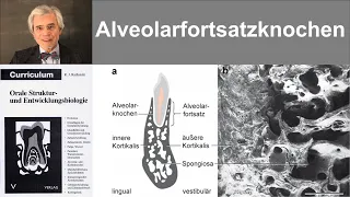 13 Alveolarfortsatzknochen