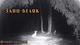 Заяц-Беляк. Видео с фотоловушки.