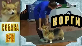 Корги Corgi.  Выставка собак всех пород Архангельск