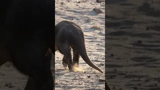 Have You Ever Seen an Aardvark Do THIS?