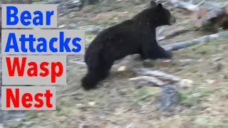 Bear Digs Up Yellowjacket Wasp Nest Gets Attacked and Stung!