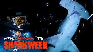 Monster Hammerhead Swims Right Up to Divers in Dark Water! | Shark Week