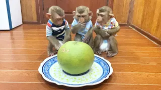 Judee, Jaila & Flloyd SiIently Sit For Their Grapefruit Snack