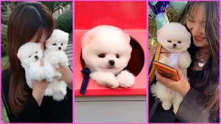 Funny and Cute Pomeranian Videos, Videos de TikTok Part 77