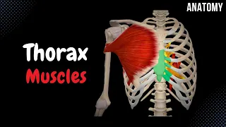 Muscles of the Thorax (Origin, Insertion, Function)