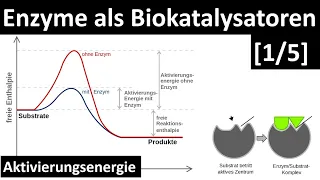 Enzyme sind Biokatalysatoren - Einführung Enzyme + Aktivierungsenergie [1/5] - [Biologie, Oberstufe]