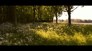 Nikon D3200 - Cinematic video test - #2 nature