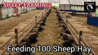 Feeding 100 Sheep Hay