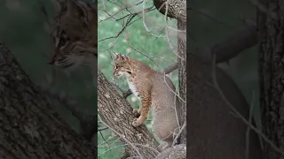 Raccoon Attacks Bobcat #shorts #wildlife #nature #bobcat #hunting #fight