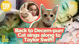 Back to Decem-purr – Cat sings along to Taylor Swift! | Make Your Day