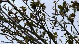 Chiffchaff Song odd 070513