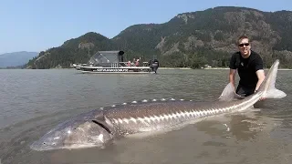 Catch and Cook Sturgeon!!! How to catch giant sturgeon --