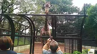 野毛山動物園のキリンさん