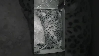 Snow leopard cuddles