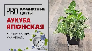 Аукуба японская кротонолистная | Солнечные зайчики при любой погоде | Комнатное растение