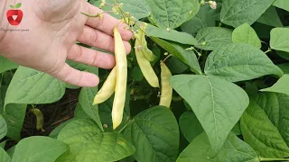 Wie man grüne Bohnen anbaut und sie die ganze Saison über im Garten hat