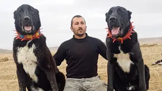 DEV SİYAH ANADOLU ÇOBAN KÖPEKLERİ VE AVŞAR ÇOBANLAR