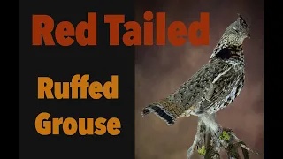 Ruffed grouse Taxidermy. .. nice and easy...Art of Taxidermy