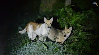 Dog & Golden Jackal crossbreed. {Colour & appearance like a dog but jackal like nocturnal behaviour}