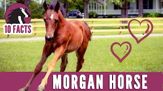 10 Fascinating Facts About The Morgan Horse