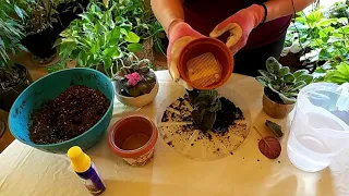 How to Successfully Repot an African Violet