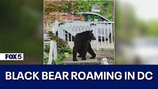 'Otis' the black bear roaming in Northeast DC neighborhood
