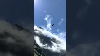 kea in flight