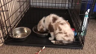 How to Crate Training a Australian Shepherd Puppy (Day 2)