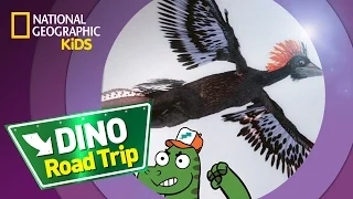 Anchiornis | Dino Road Trip