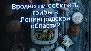 Вредно ли собирать грибы в Ленинградской области?