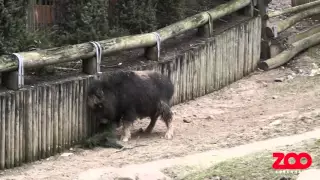 Moskusokseunge stanger gren | Copenhagen Zoo