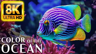 Colors Of The Ocean 8K Video ULTRA HD - The best sea animals for relaxing and soothing music #20