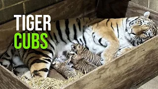 Three Amur Tiger Cubs Born At Saint Louis Zoo