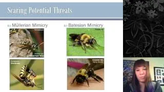 Insect Behavior and Communication