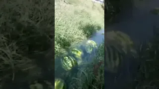 Watermelon flowing down a stream 🤗