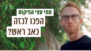 מתי עצי הפיקוס הפכו לכזה כאב ראש? | כאן סקרנים