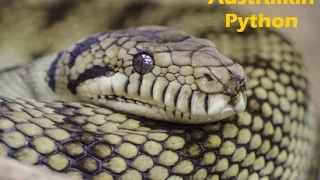 Snakes Attacked On Wallaby | Unbelievable Attack | Wallaby Are Affected On Python Badly.