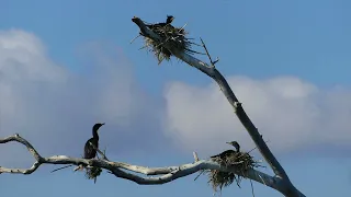 cormorants nesting april 2023
