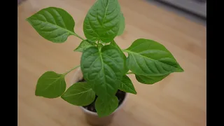 Pepper - planting and growing in the garden